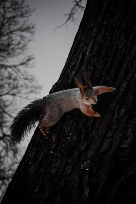 Squirrel on tree 