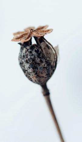 Dry dead poppy head macro