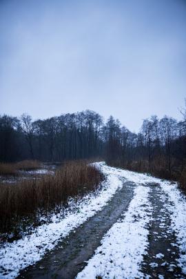 A dirt path in a forest area near Aukrug, Germany.