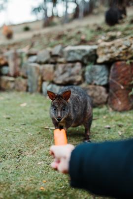 Hand feeding a wild Tasmanian pademelon with a carrot. Follow me on Insta @bailey.shoots