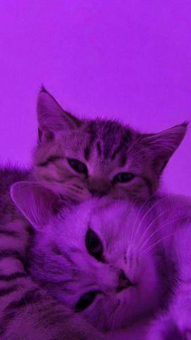 aesthetic purple cat kawaii wallpaper  Cute cats photos Baby cats Cat wallpaper