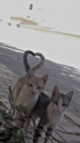 adl kullancnn   panosundaki Pin 2022  irin kedi Komik kedi yavrular Sevimli hayvan yavrular