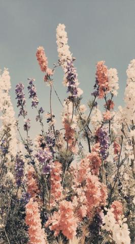 flowerbed edited by me   Aesthetic backgrounds Nature aesthetic Nature