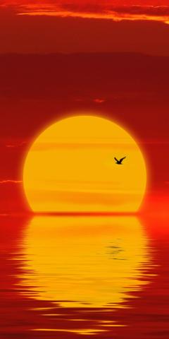 Sun sunset minimal silhouette 1080x2160 wallpaper