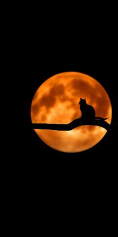 Moon cat minimal silhouette art 1080x2160 wallpaper