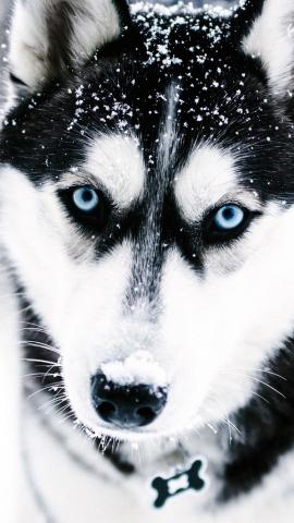 Husky dog muzzle blueeyed background