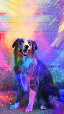 Beautiful Dog Wallpaper For iPhone Lovers
