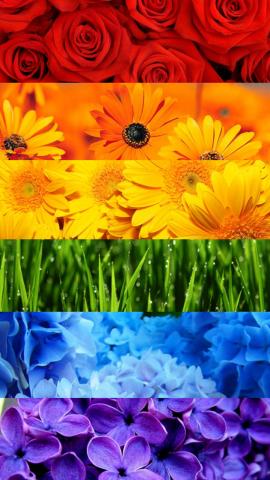 love is love  lunarcassiopeia  Free Pride Flower Wallpapers