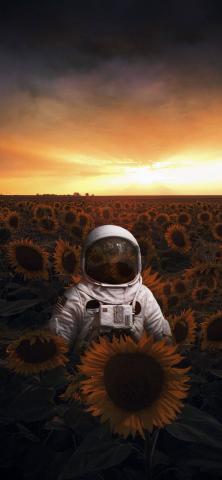 Astronaut in Sunflower Field