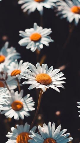 Sunflowers and daisies wallpaper