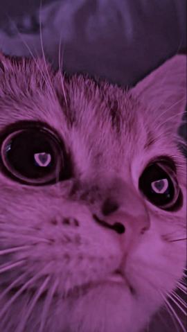 Cat Purple Blue Live Wallpaper  free download