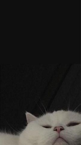 Download Cute Cat Aesthetic Rilakkuma Hat Wallpaper  Wallpaperscom