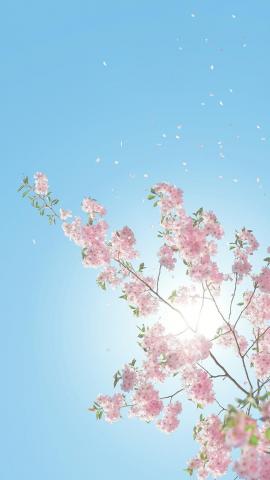 13 Gorgeous Spring Blossom iPhone Wallpapers  Preppy Wallpapers