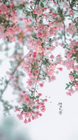 Pin by RinaChan MKV on wallpaper  Pink flowers wallpaper Flowers photography wallpaper Flowery wallpaper