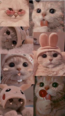 Wallpaper de gatos  Fotografas divertidas de animales Mascotas bonitas Empapelado de gato