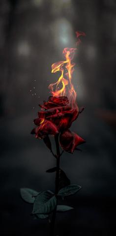 Burning Rose ACEedit