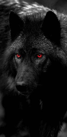 Black red eyed wolf