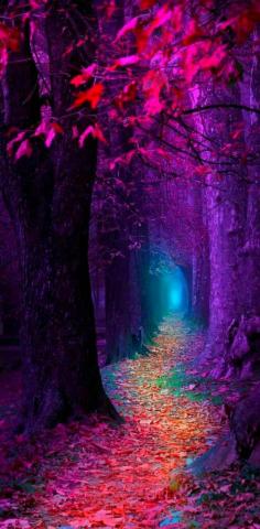 Purple woods