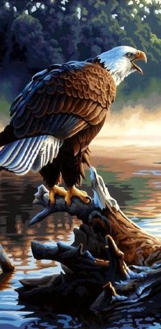 eagle----------