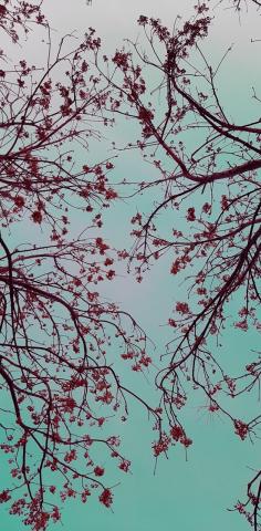 Sky & flower 