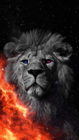 Lion On Fire IPhone Wallpaper HD  IPhone Wallpapers