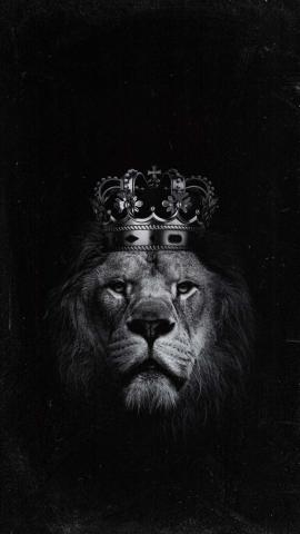 Lion Crown IPhone Wallpaper HD  IPhone Wallpapers