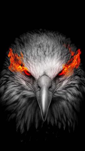 Eagle Fire Eyes IPhone Wallpaper HD  IPhone Wallpapers