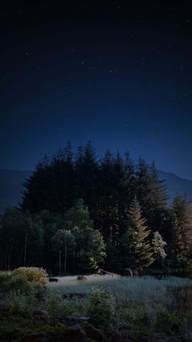 Night Trees IPhone Wallpaper HD  IPhone Wallpapers