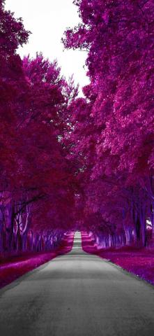 Pink Forest Road IPhone Wallpaper HD  IPhone Wallpapers