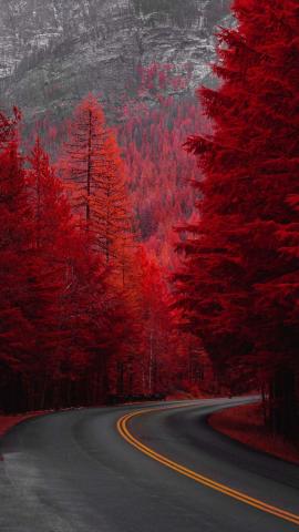 Red Autumn IPhone Wallpaper HD  IPhone Wallpapers