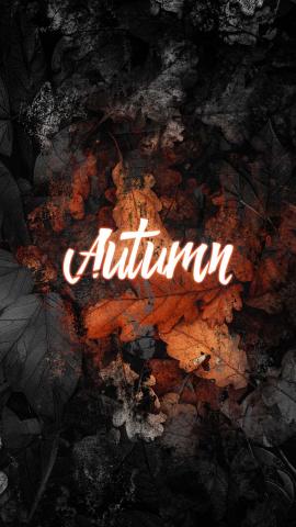 Autumn 4K IPhone Wallpaper HD  IPhone Wallpapers