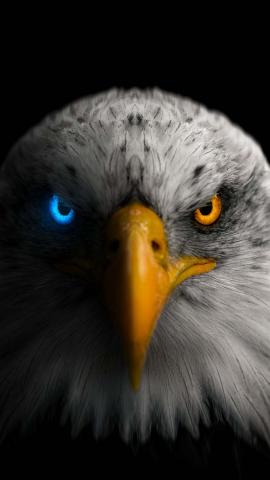 Eagle Eyes IPhone Wallpaper HD  IPhone Wallpapers