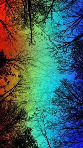 Colorful Forest IPhone Wallpaper HD  IPhone Wallpapers