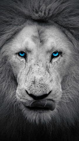 White Lion IPhone Wallpaper HD  IPhone Wallpapers