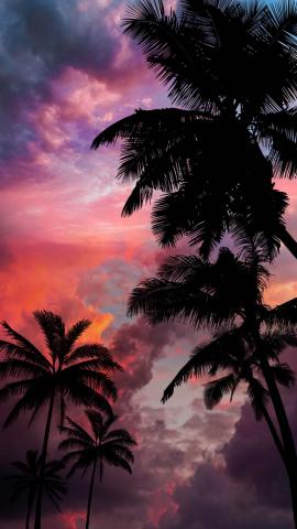 Palm Trees Sunset IPhone Wallpaper HD  IPhone Wallpapers