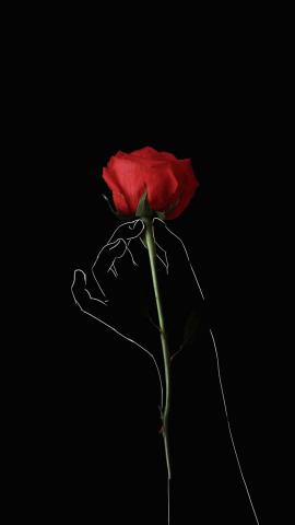 Red Rose IPhone Wallpaper HD  IPhone Wallpapers