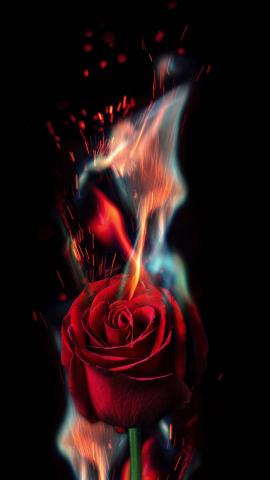 Red Rose Fire IPhone Wallpaper HD  IPhone Wallpapers