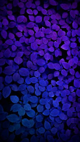 Purple Plants IPhone Wallpaper HD  IPhone Wallpapers