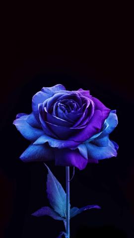 Blue Rose IPhone Wallpaper HD  IPhone Wallpapers