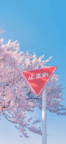Cherry Blossom Tree And Sign IPhone Wallpaper HD  IPhone Wallpapers