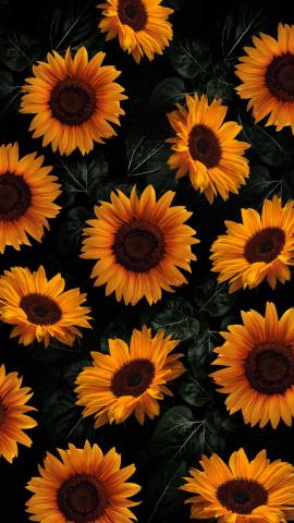 Sunflowers 4K IPhone Wallpaper  IPhone Wallpapers