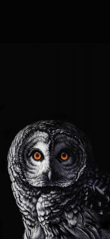 The Owl 4K IPhone Wallpaper  IPhone Wallpapers