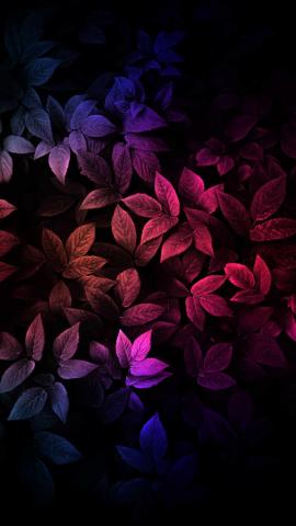 Colorful Foliage HD IPhone Wallpaper  IPhone Wallpapers