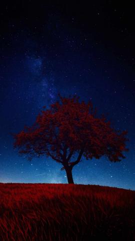 Star Tree IPhone Wallpaper  IPhone Wallpapers