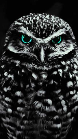 Black Owl IPhone Wallpaper  IPhone Wallpapers