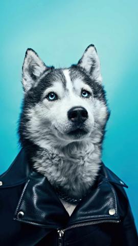 Husky In Leather Jacket IPhone Wallpaper  IPhone Wallpapers
