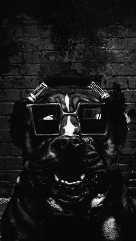 Techno Dog IPhone Wallpaper  IPhone Wallpapers