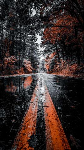 Autumn Reflection Road IPhone Wallpaper  IPhone Wallpapers