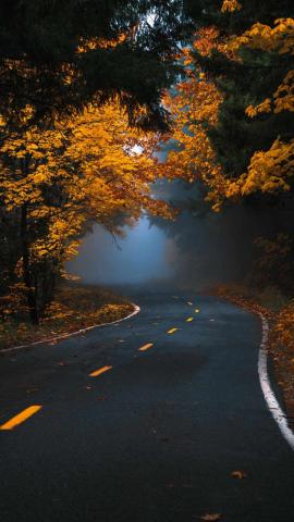 Autumn Fog Road IPhone Wallpaper  IPhone Wallpapers
