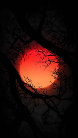 Blood Moon From Tree IPhone Wallpaper HD  IPhone Wallpapers